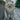 Fluffy white Pomeranian dog standing on a city sidewalk, showcasing its playful demeanor and well-groomed fur.